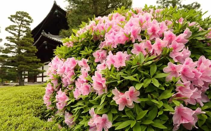 How to grow and care for rhododendron before and after flowering
