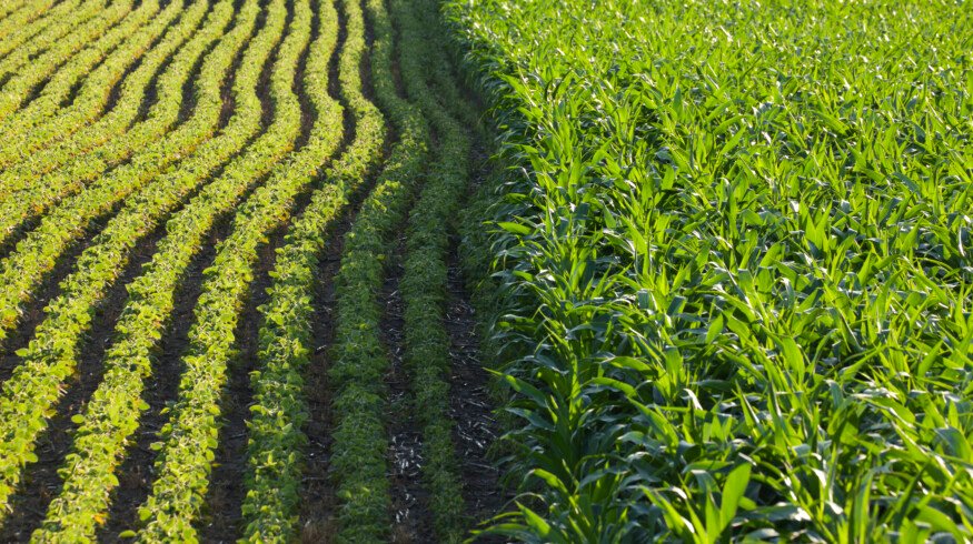Dual cropping systems: Harnessing sunlight for enhanced yield