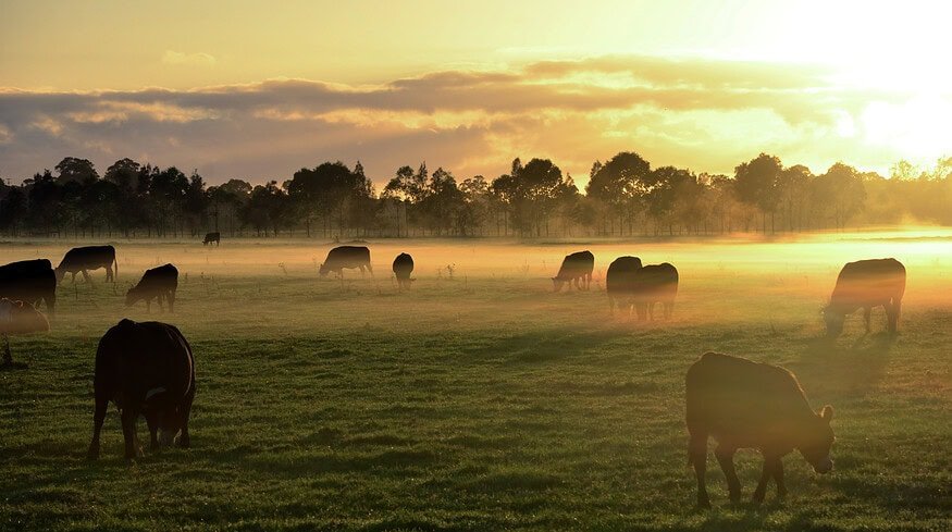 Dangerous agricultural chemicals found in New South Wales raised health and environmental concerns