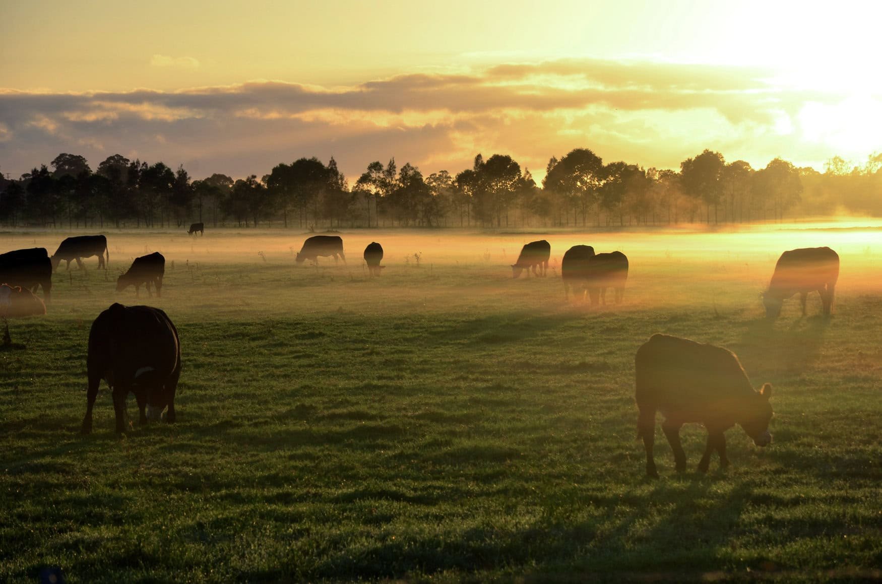 Dangerous agricultural chemicals found in New South Wales raised health and environmental concerns