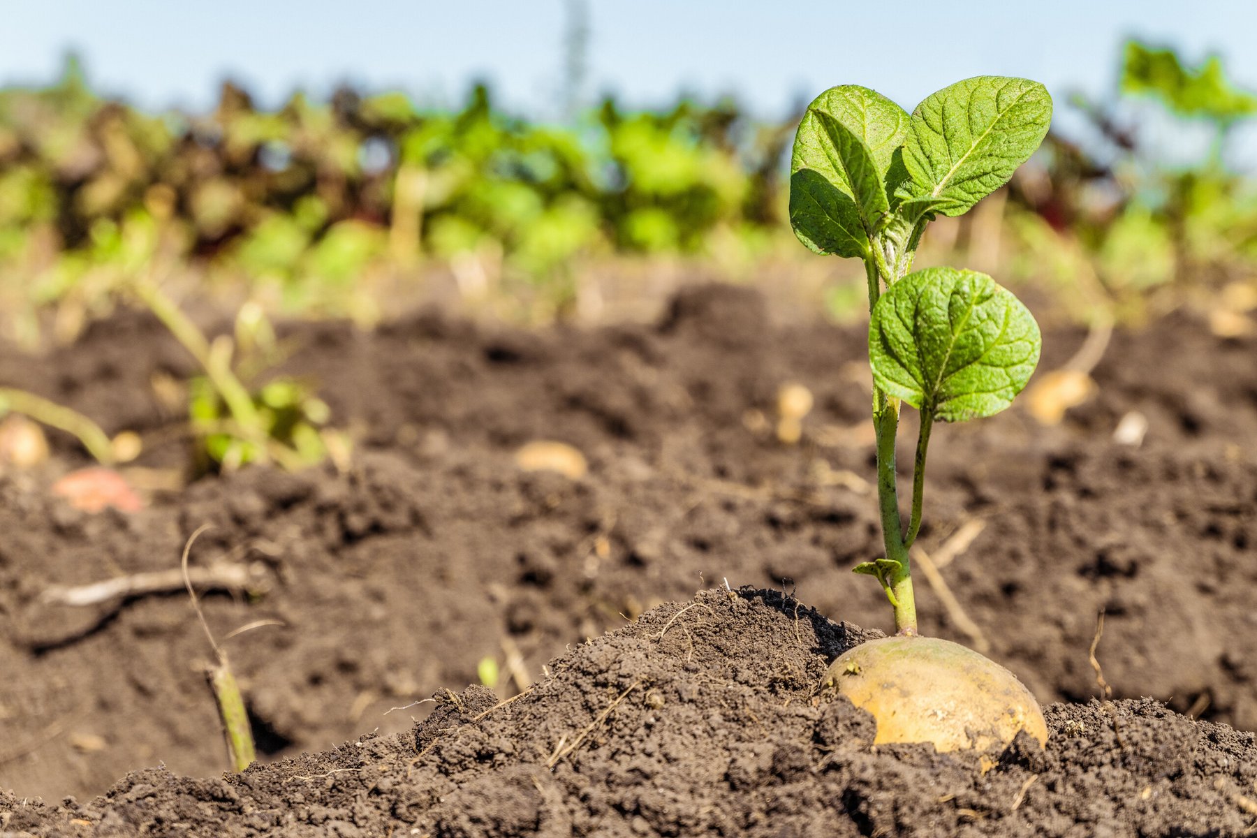 Pennsylvania farmers acknowledge climate change affects potato crop growing