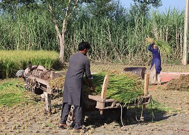 Pakistan’s agricultural sector demonstrate resilience in 2024