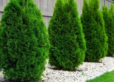 How to Fertilize Arborvitae (Thuja): Best Fertilizer, Timing and Common Mistakes