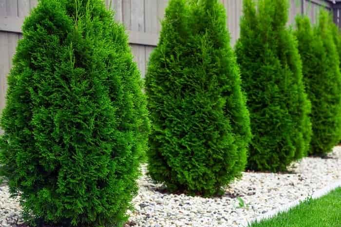How to grow wonderful thuja in your garden?