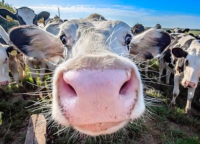 Denmark introduces world’s first carbon tax on livestock emissions