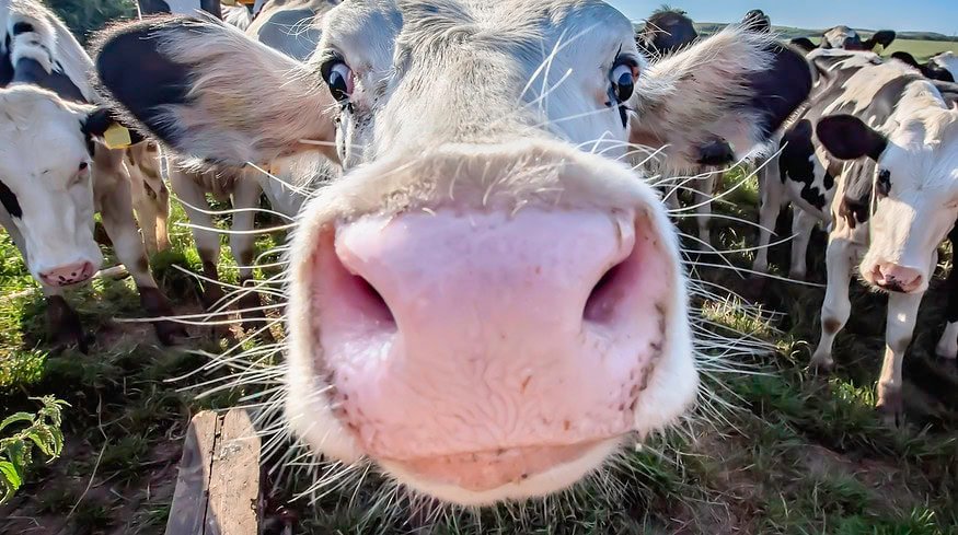 Denmark introduces world’s first carbon tax on livestock emissions