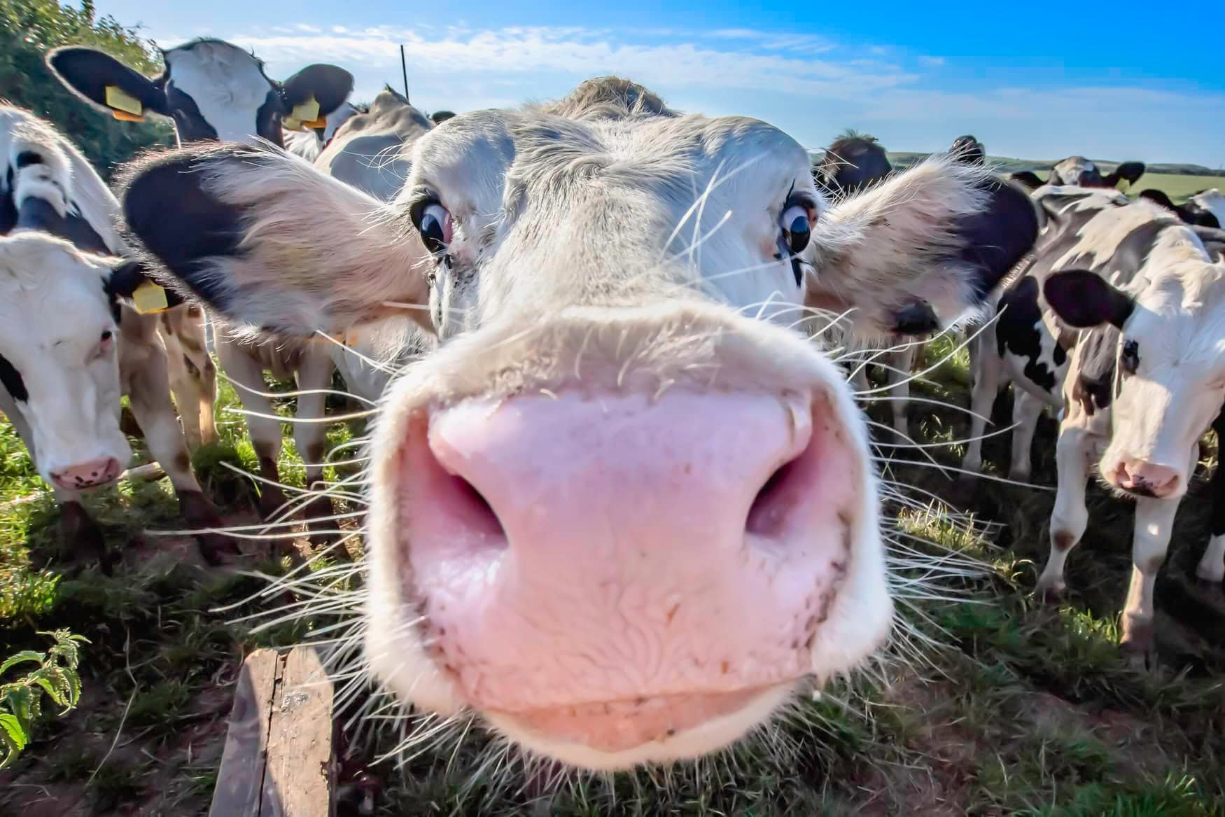Denmark introduces world’s first carbon tax on livestock emissions