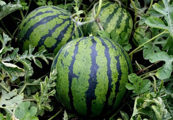 How to grow sweet watermelons in your garden