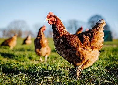 Oklahoma’s civil lawsuit against the poultry industry for polluting the Illinois River continues