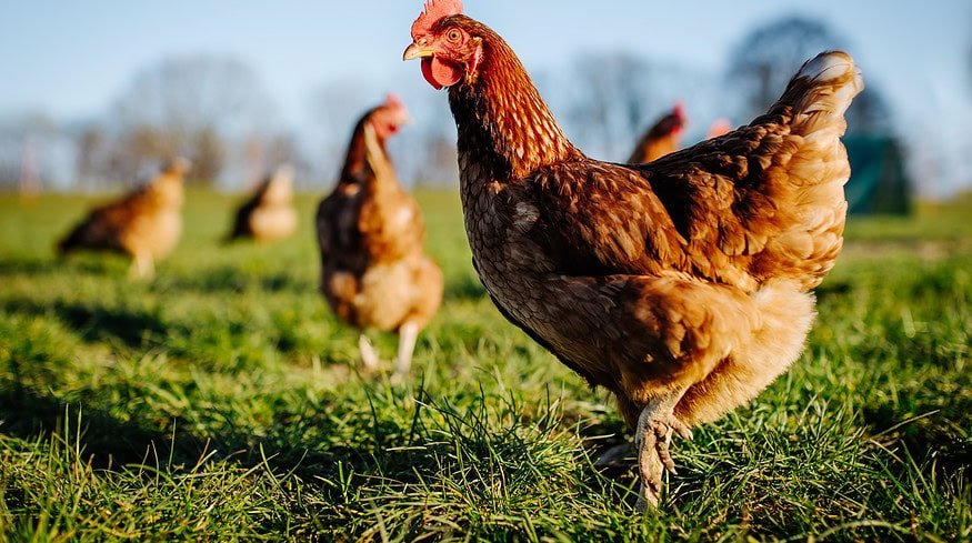 Oklahoma’s civil lawsuit against the poultry industry for polluting the Illinois River continues