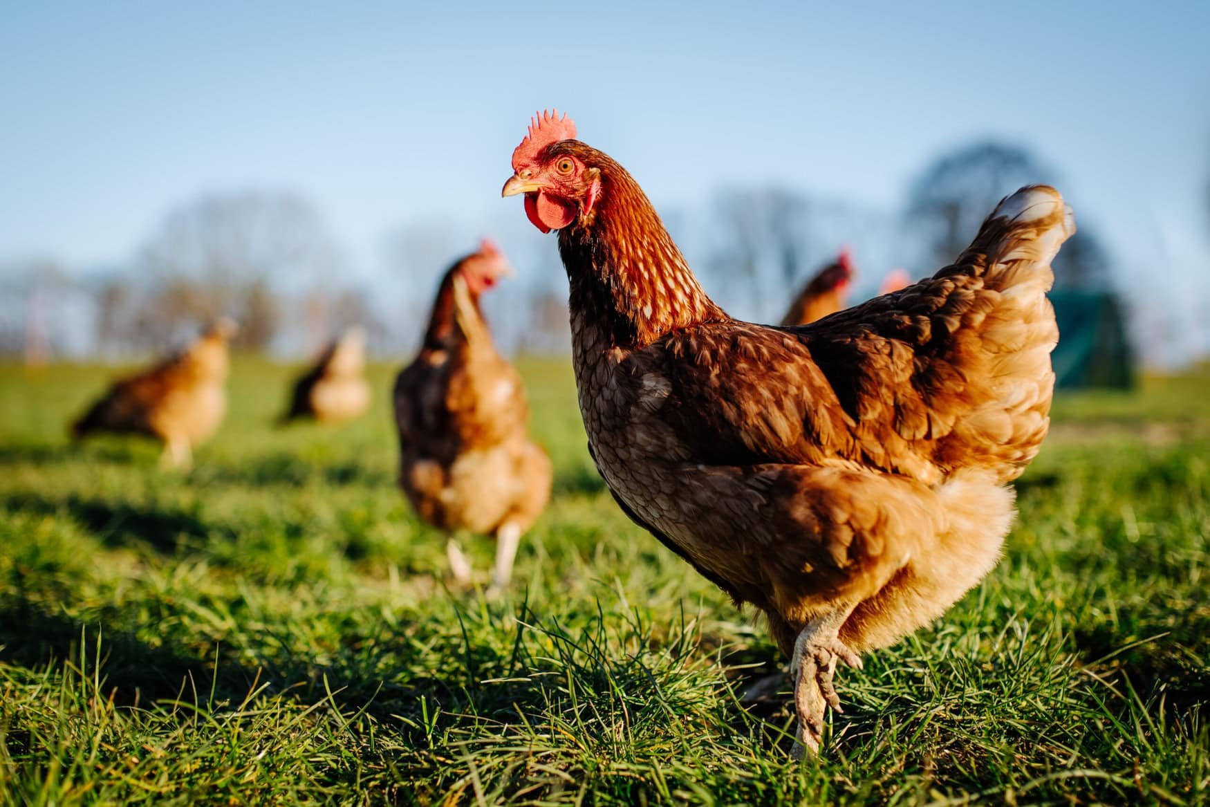 Oklahoma’s civil lawsuit against the poultry industry for polluting the Illinois River continues