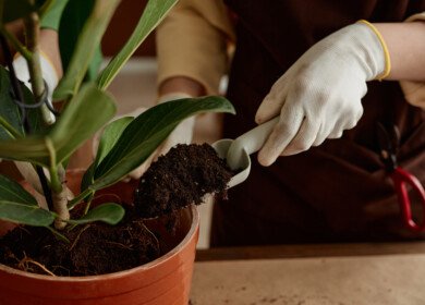 How to make an effective soil mix for your houseplants?