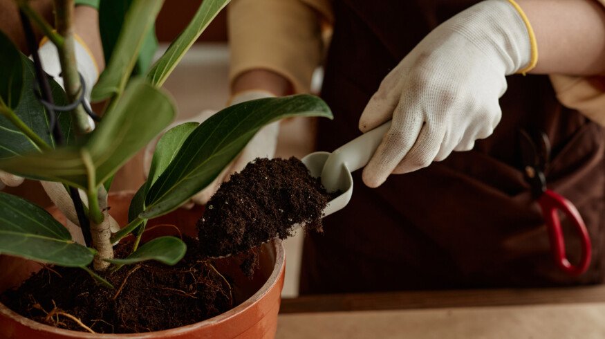 How to make an effective soil mix for your houseplants?