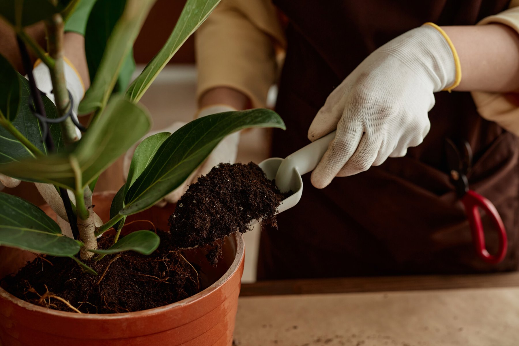 How to make an effective soil mix for your houseplants?