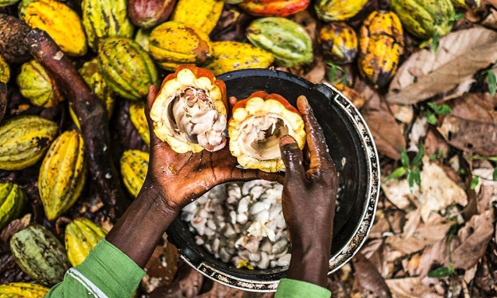 Chocolate makers struggle with soaring cocoa costs during festive season