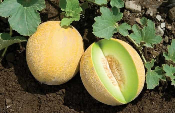 How to plant and grow sweet melon in your garden
