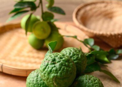 Essential tips for growing kaffir lime leaves at home