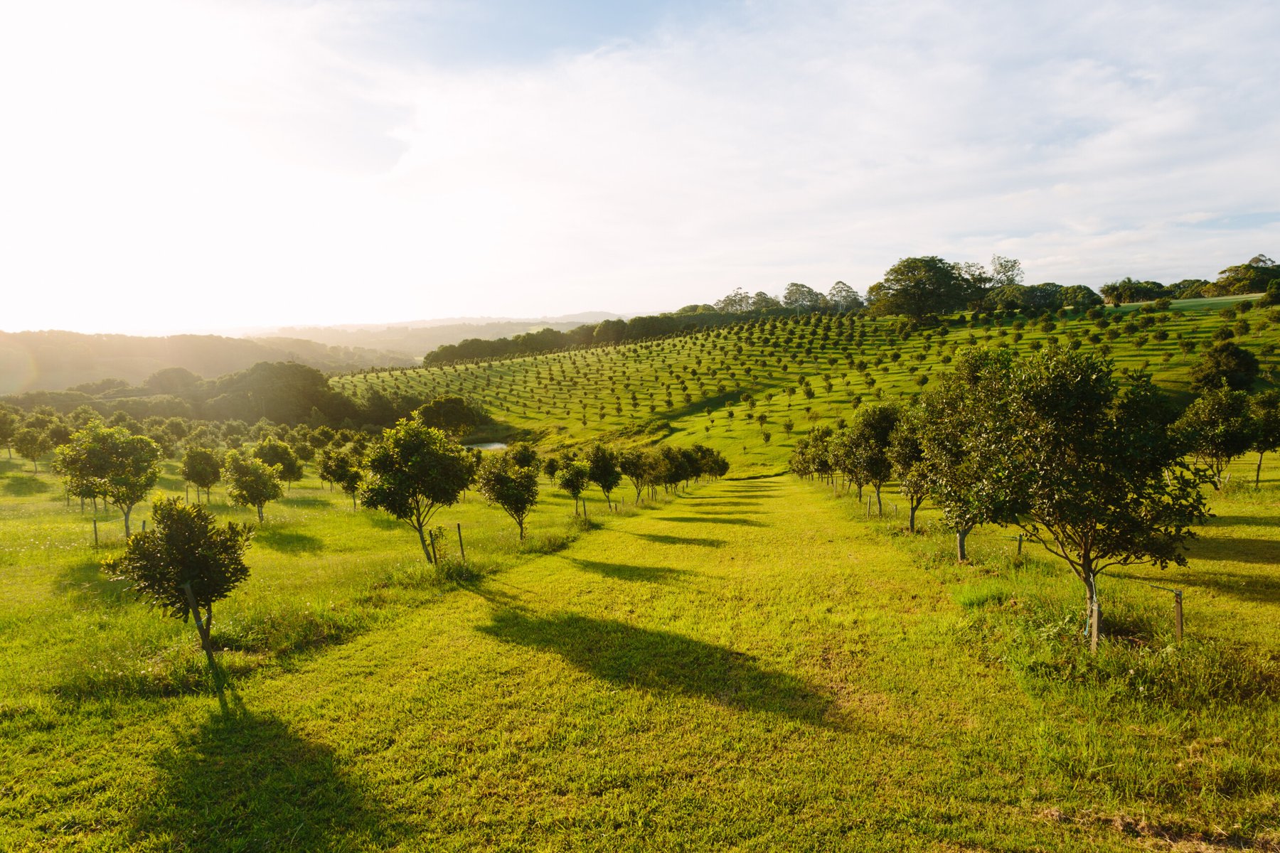Scientists discover wildlife’s positive impact on agriculture