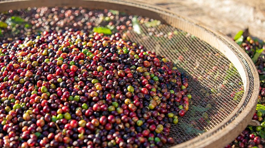Brazil’s coffee roasters planned significant price increases amid rising costs