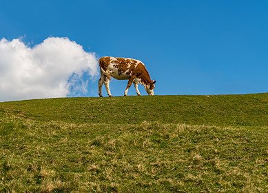 New research suggests that streams near farms emit high levels of greenhouse gas