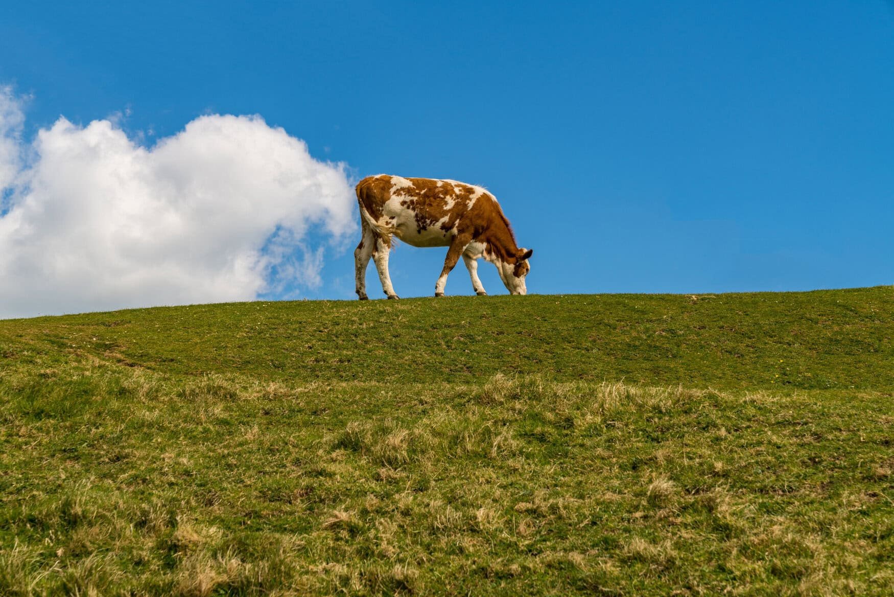 New research suggests that streams near farms emit high levels of greenhouse gas