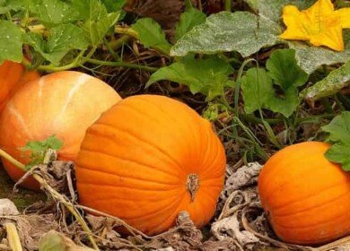 7 secrets to getting a plentiful pumpkin harvest