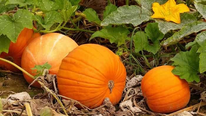 7 secrets to getting a plentiful pumpkin harvest