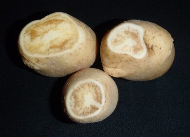 Texas A&M tackles zebra chip disease with new research