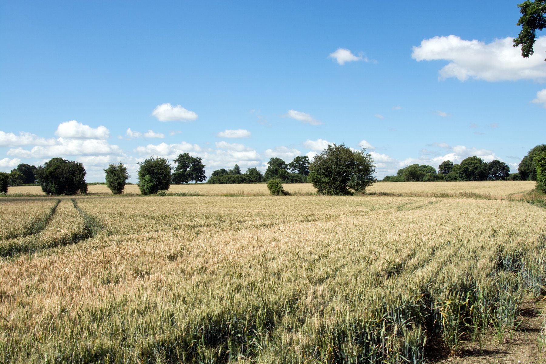 UK farmers face glyphosate resistance challenge for the first time