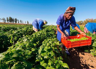 Bayer partners with Pula Foundation to insure 10 million smallholder farmers in South Asia and Africa