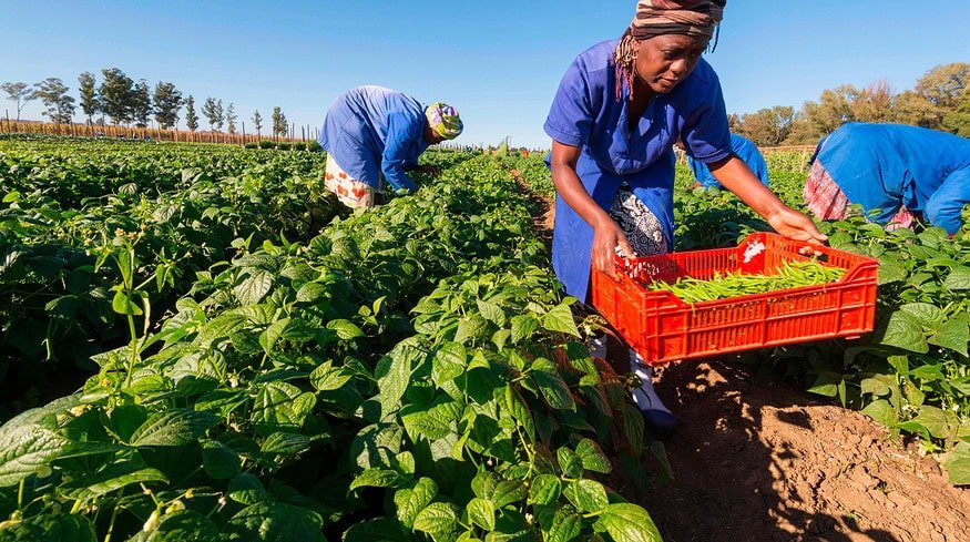 Bayer partners with Pula Foundation to insure 10 million smallholder farmers in South Asia and Africa