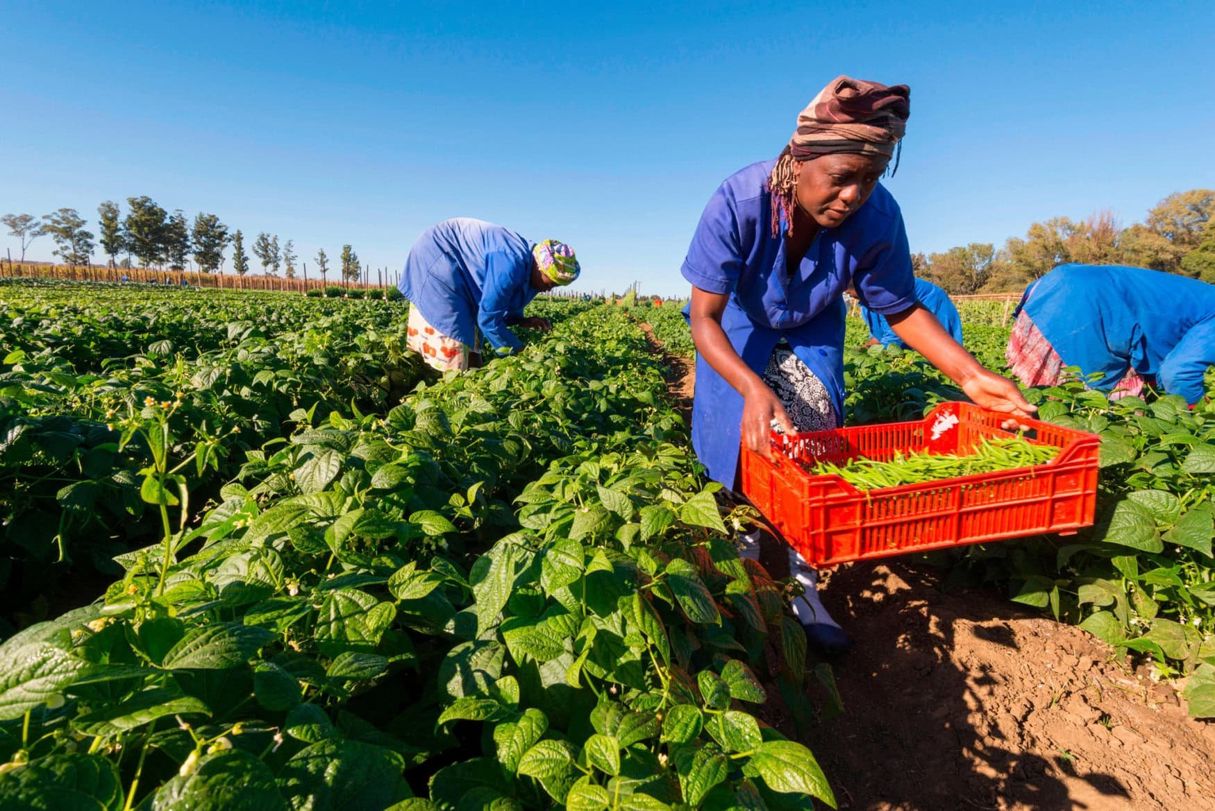 Bayer partners with Pula Foundation to insure 10 million smallholder farmers in South Asia and Africa