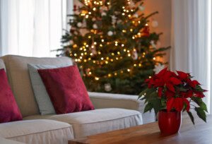 How to grow Poinsettia: Tips for the Christmas Star