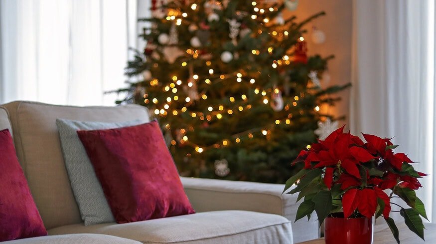 How to grow Poinsettia: Tips for the Christmas Star