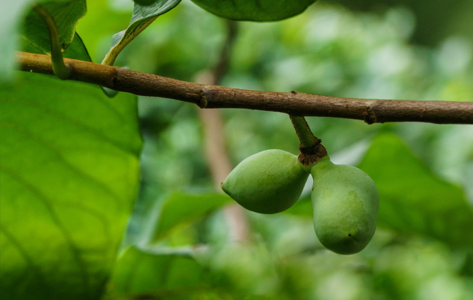 Close-up fruit of common pawpaw growing on Asimina triloba in summer garden. Nature concept for any design background. Place for your text