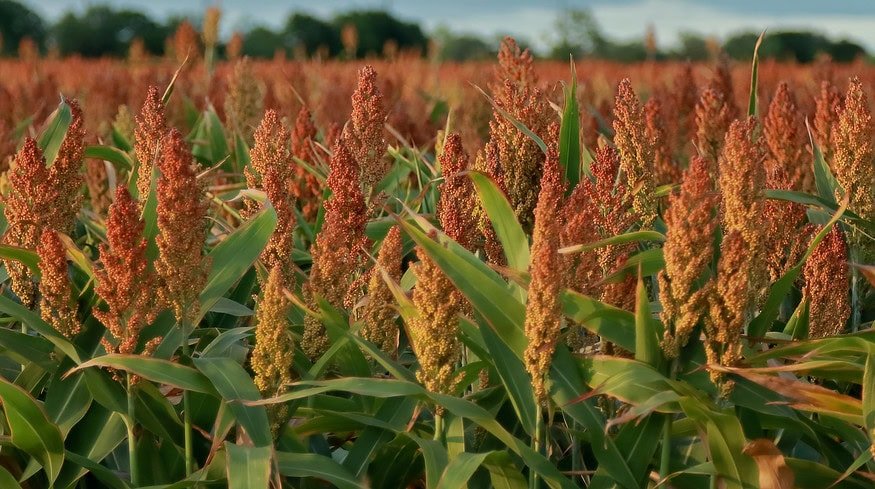 Innovations in grain sorghum: lower fertilizer use, better weed control