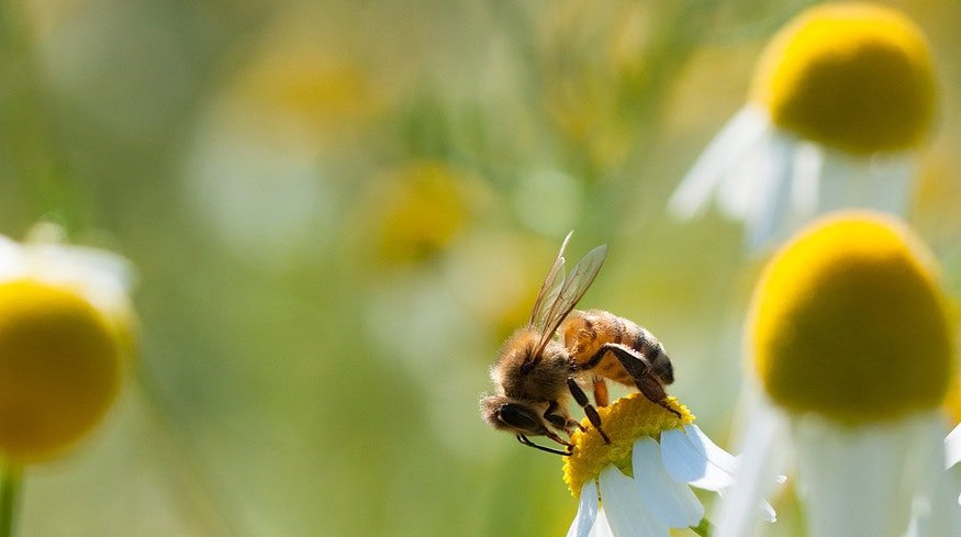 UK government bans emergency use of neonicotinoid pesticides