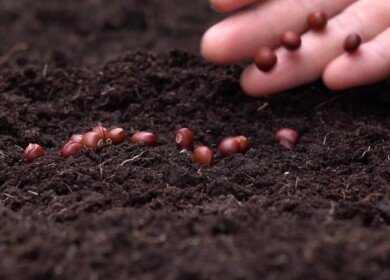 Seed gene-editing startup Inari eyes commercialization with $144 million round