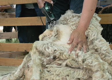 Farmers discovered wool pellets can aid in water conservation and soil health