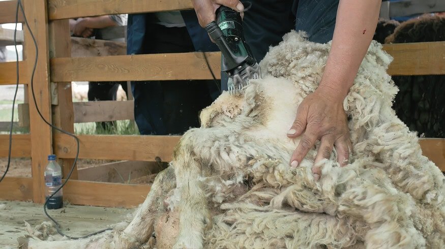 Farmers discovered wool pellets can aid in water conservation and soil health