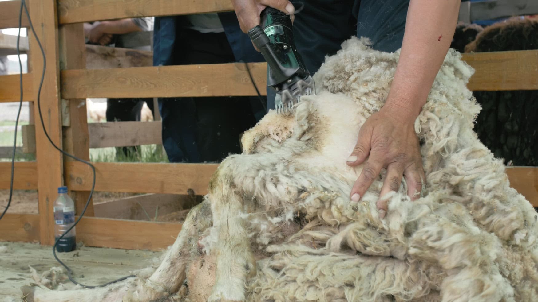 Farmers discovered wool pellets can aid in water conservation and soil health