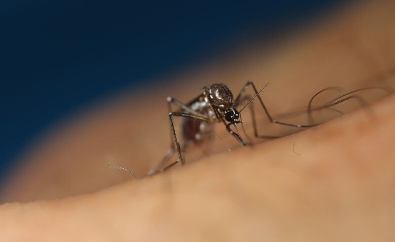 Oxitec and CSIRO launch joint venture to combat invasive pests in Australia