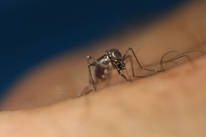 Oxitec and CSIRO launch joint venture to combat invasive pests in Australia