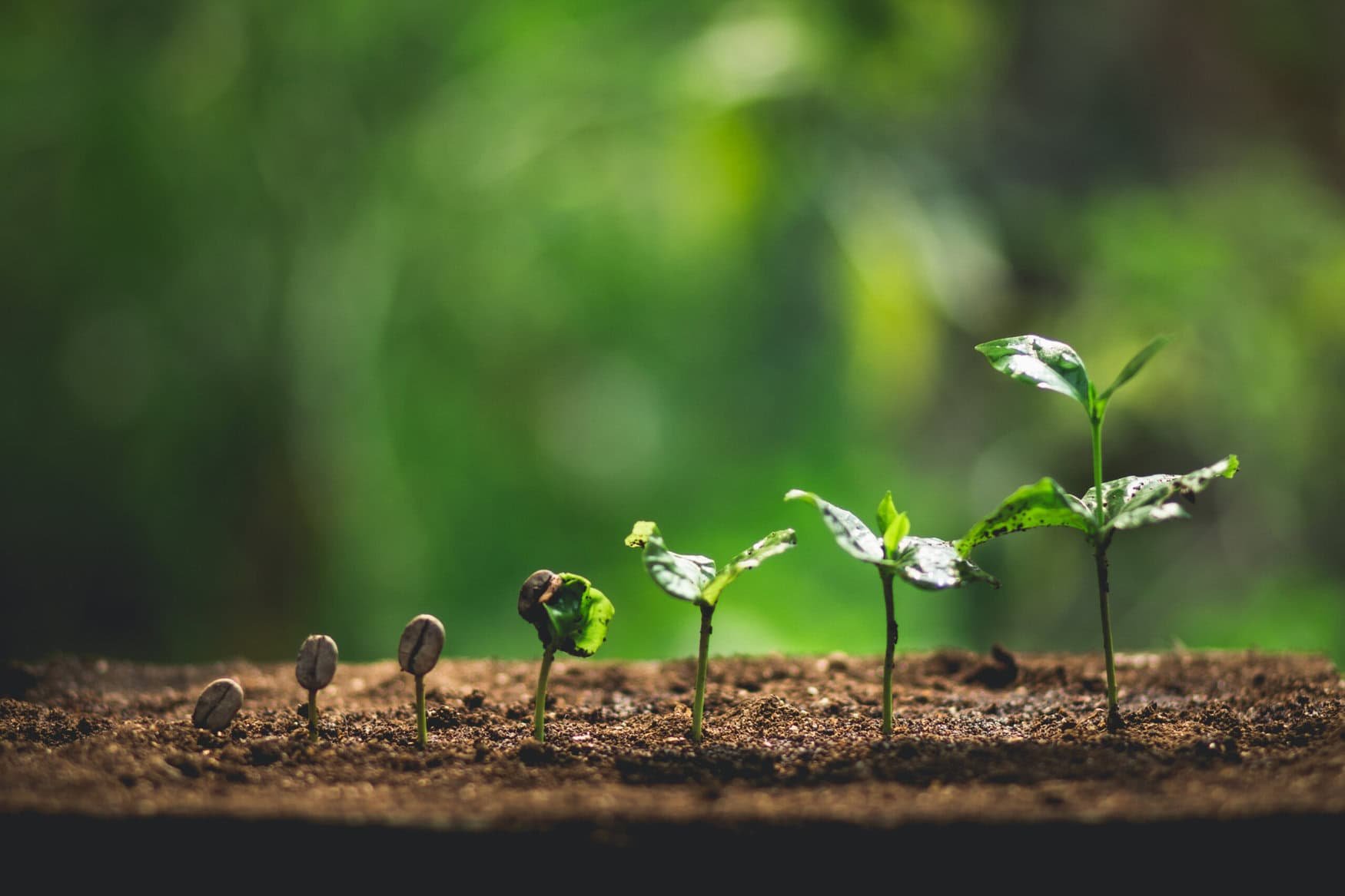 Pakistani microfinance banks forge strategic partners to enhance agricultural support services