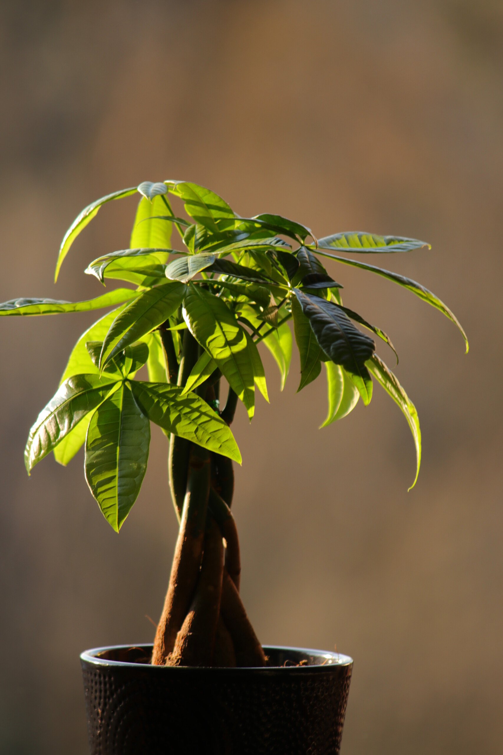 Plant, Money Tree, Flower Pot, Freshness