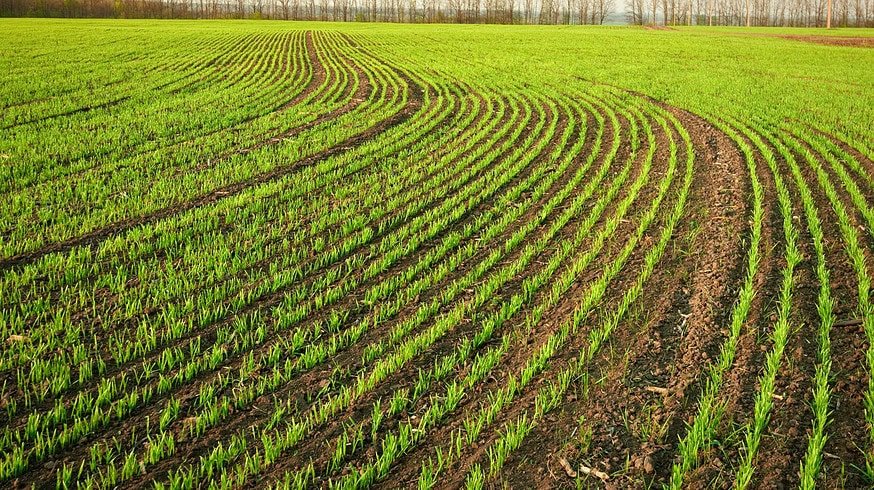Mixed cover crops could be the future of sustainable farming