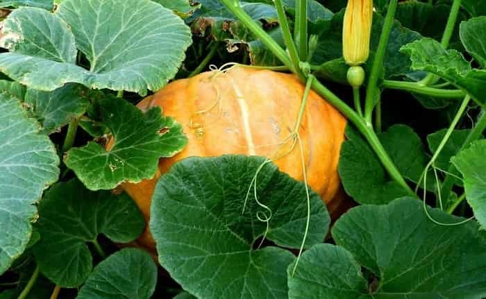 How to care for pumpkins in the open ground
