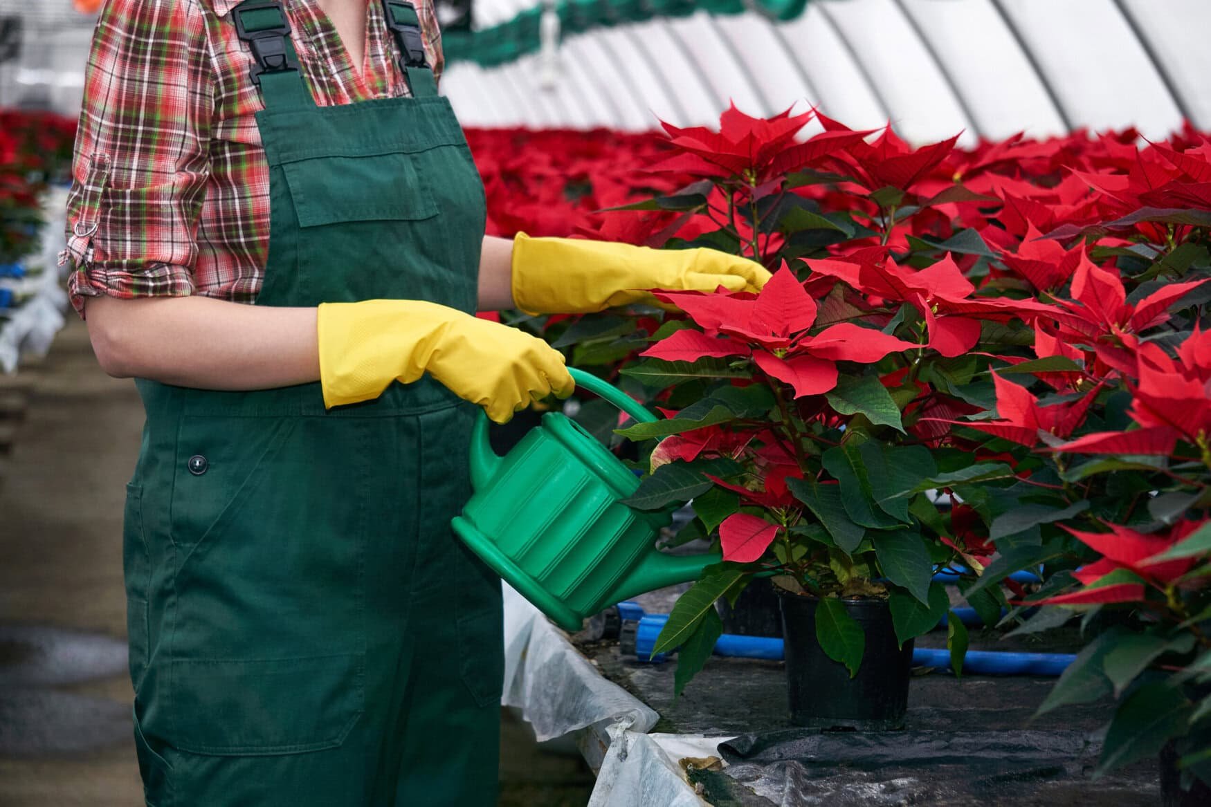 woman florist in a greenhouse takes care of poinsettia flowers by applying fertilizers or pesticides to the soil