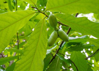 Researchers urge management of pawpaw tree growth to balance biodiversity in North America