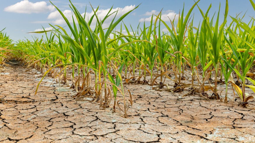 Farmers in Argentina battle drought and a shrinking harvest